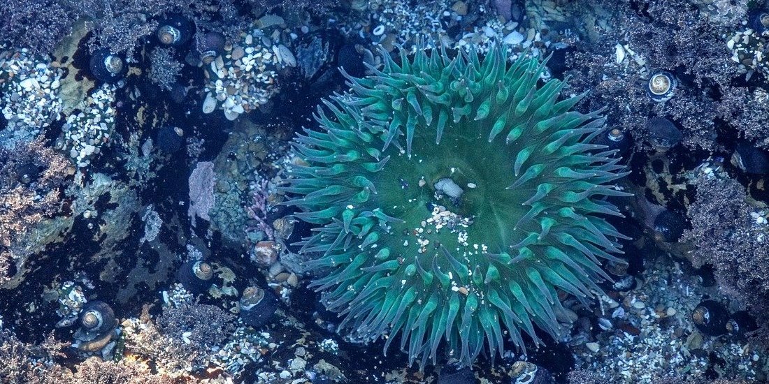 sea-anemone-1209209_1280-2