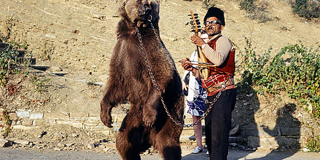 640px-Dancing_bear_in_Bulgaria_about_1970_1