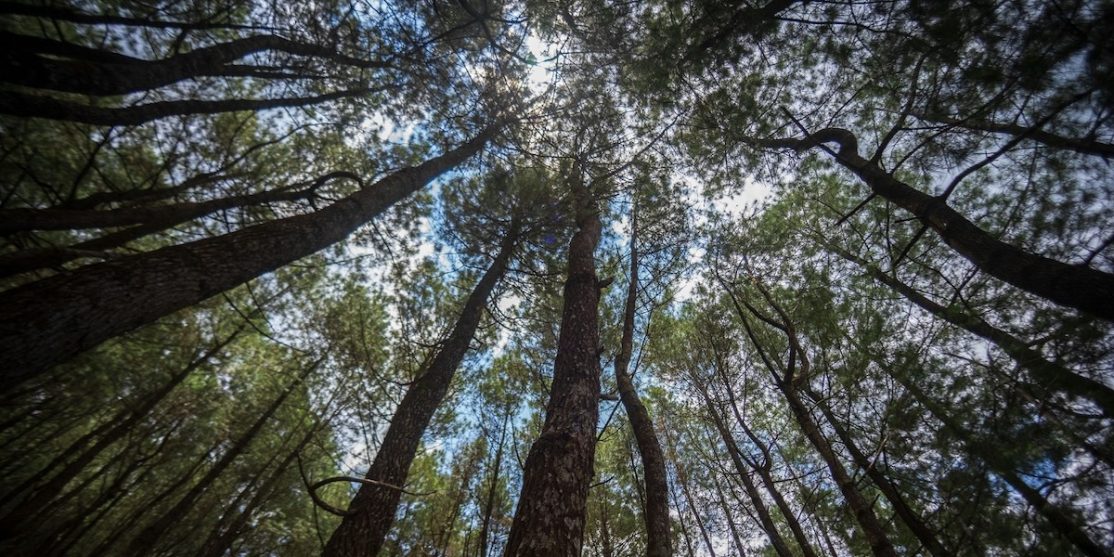 AntiSpecismo_AdilEmal_Pexels_260125