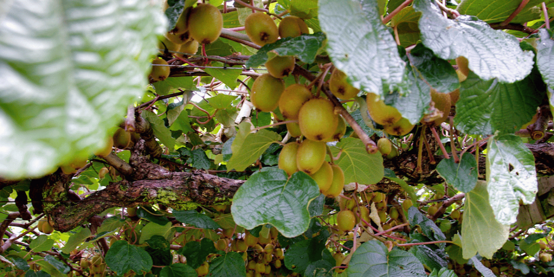 Jan Helebrant_kivi_Flickr